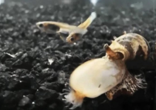 Illustration for article titled This Snail Makes A Venom So Toxic, It Disables Fish Swimming Near It